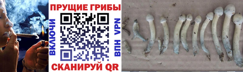 Галлюциногенные грибы Cubensis  магазин  наркотиков  Котельниково 